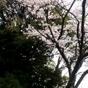 春だねぇ～。の画像