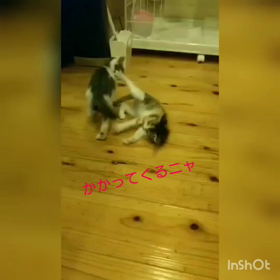 負けないニャ～の画像