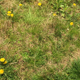 鳥の名は…の画像