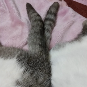 猫日和の画像