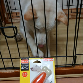 新しい玩具の画像