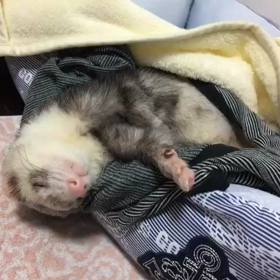 ぽろりがとまらないんですの画像