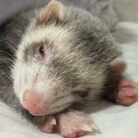 PAPA,プーチョにあしらわれるの巻の画像