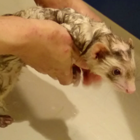 ごしごしの画像