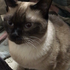 シャモの画像