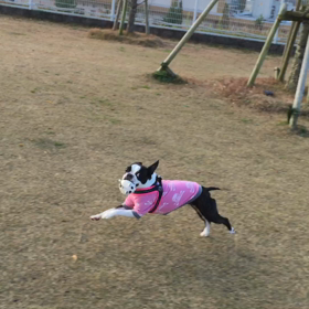 走る〜走る〜プ〜リ〜ン〜の画像