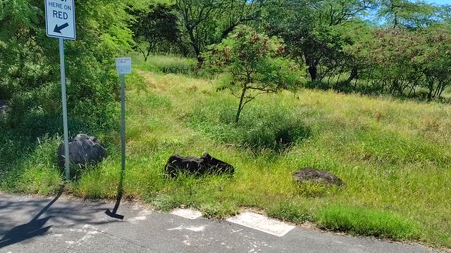 ハワイ⑮ day4 ぐるりバス旅 /2026年9月ワイキキアンの記事動画