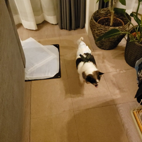 【募集中】ほたるくんの○○○！の画像