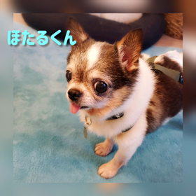参加犬変更”【追記】9月20日（日）鎌倉譲渡会＠PETON Kamakura”の画像