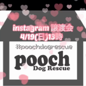 【開催中】本日インスタ譲渡会やります！！の画像