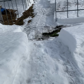 雪の下から掘る野菜達の画像