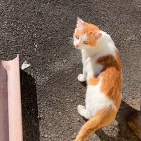 疥癬猫を放置！手術拒否！？仔猫を川に流す自称愛猫家たちのサムネイル画像