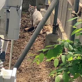 違法なトラバサミにかかりパニックの猫をレスキュー！！のサムネイル画像