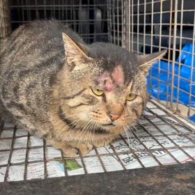 屠殺を生業にする人と命を救うボランティアは水と油のサムネイル画像