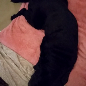 楽しい 夢の画像