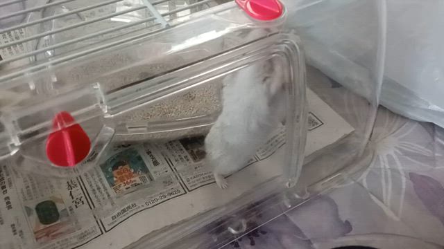 待ってました❗の記事動画