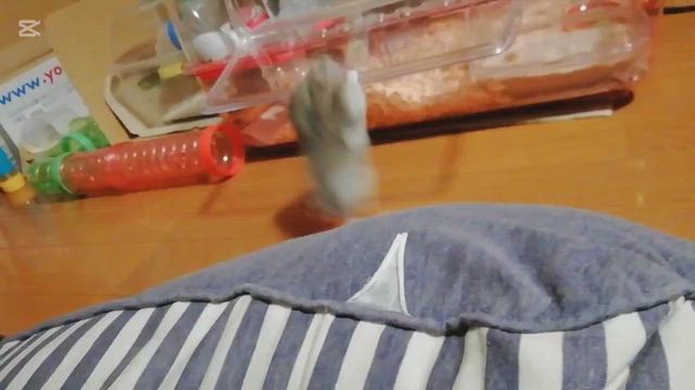 お帰りの記事動画