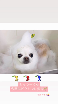 ワンコにもタンパク質が大切すぎる！〈4/19〜4/23ご来店のわんこ達〉の記事動画