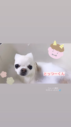 お口ケア勉強してきました！〈2/5〜2/8御来店のわんこ達〉の記事動画