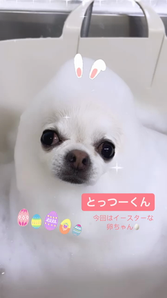 ワンコも腸活！〈3/23〜3/29ご来店のわんこ達〉の記事動画
