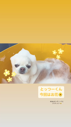 まったりリラックス◌〈1/16〜1/22ご来店のわんこ〉の記事動画