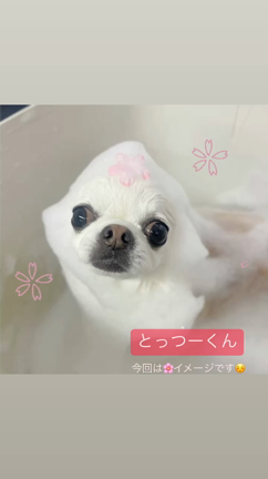 ちょっぴりハッピー〈3/5〜3/12ご来店わんこ達〉の記事動画