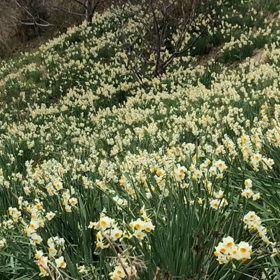 晴れの佳き日に✨の画像