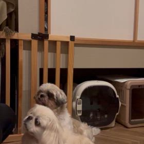 「すわれ♪」の猛特訓の画像