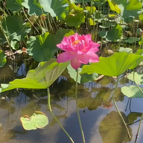蓮の花2の画像