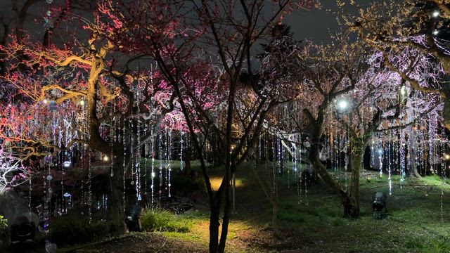京都に梅を見に　Part４の記事動画