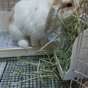 ただただ牧草食べてます(^_^;)の画像