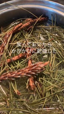 松エキスあふれる・ずぼら健康茶の記事動画