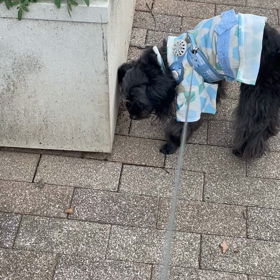 お散歩タイムの画像