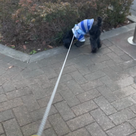 お散歩の画像
