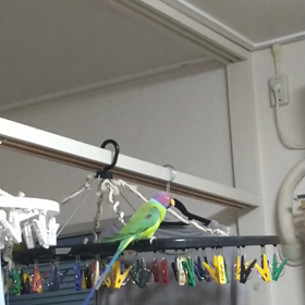 騷しい我が家の画像