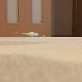 愛鳥ハッピーの画像