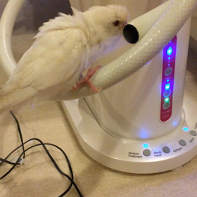 インコのおしゃべりの画像