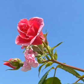 2020年5月バラ園が満開です！の画像