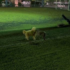 20260717 PONたんドッグランデビュー☆の画像
