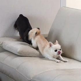 動く、ミニぷ子の画像