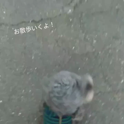 日々の記事動画