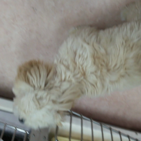 お泊まりの画像