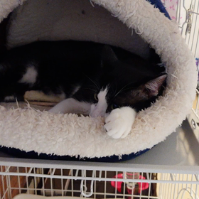 猫のお引っ越し無事終了！の画像