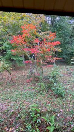 紅葉のはじまりの記事動画