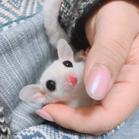 瓜二つ美少女たちの画像