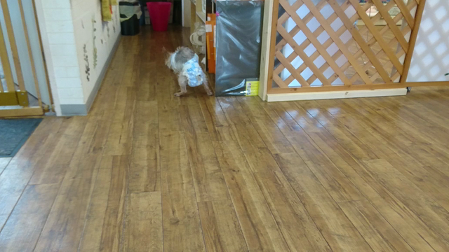 お泊まりの記事動画