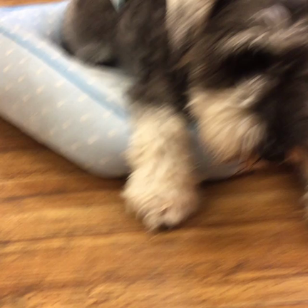 まめたくんの記事動画