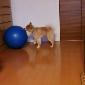 動くしんじろう。大きいに強く、小さきに弱く、編。の画像