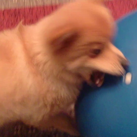 動くしんじろう。ボール編。の画像