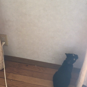 反応する猫の画像